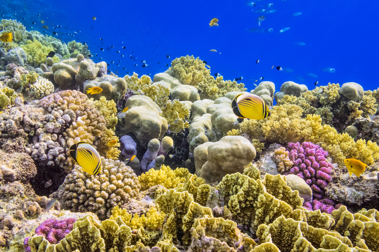 Colorful Coral Reef on Red Sea nearby Marsa Alam